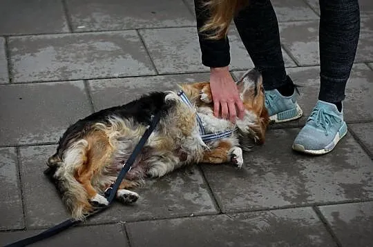 Pokochaj KULKI serce, ona odwdzięczy się wielce :), Mazowieckie, Warszawa
