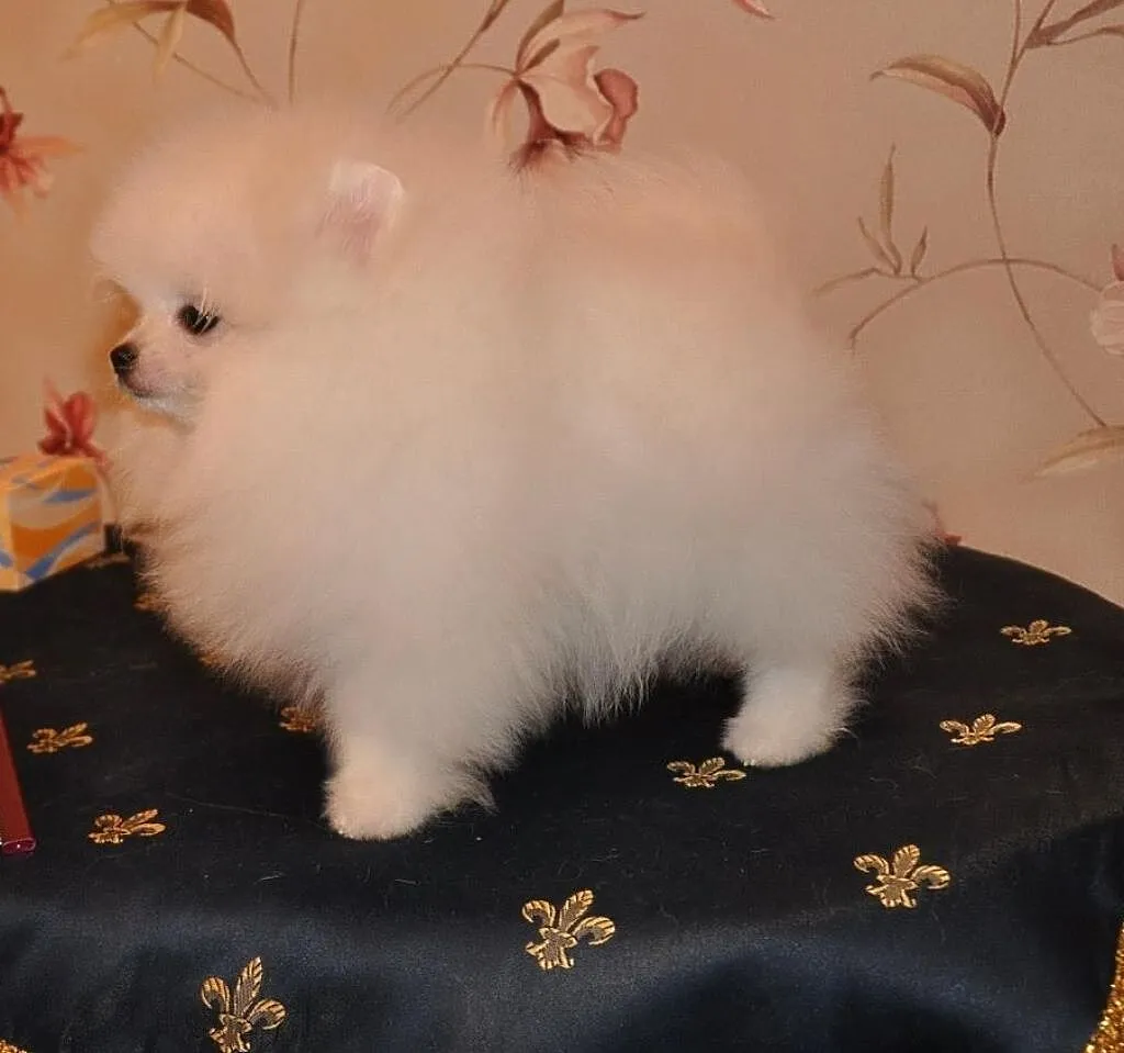 Pomeranian szczeniak, , Konopki-Białystok