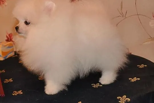 Pomeranian szczeniak, , Konopki-Białystok