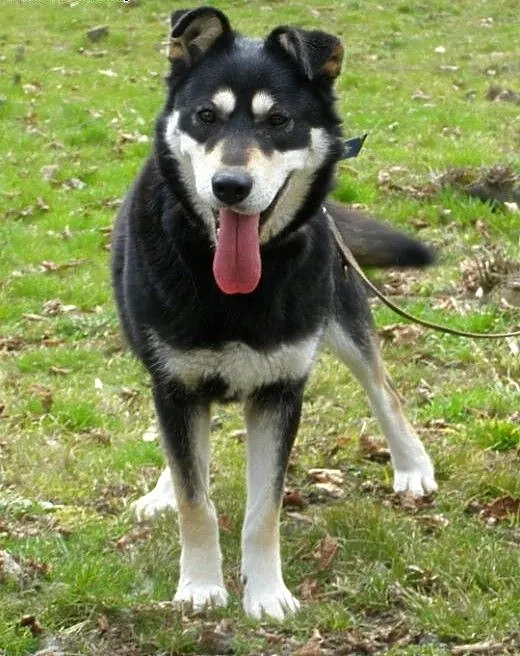 Esme - przyjacielska sunia w typie husky czeka na