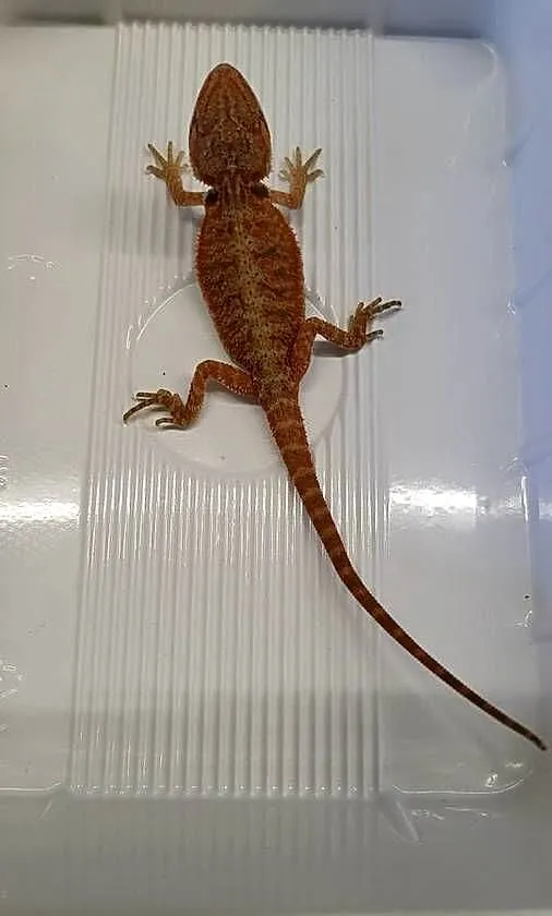Agama Brodata Czerwona - Sklep Zoologiczny, Śląskie, Katowice