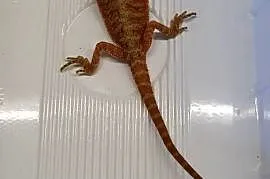 Agama Brodata Czerwona - Sklep Zoologiczny