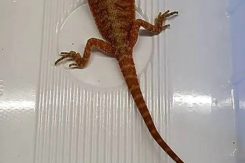 Agama Brodata Czerwona - Sklep Zoologiczny, Śląskie, Katowice