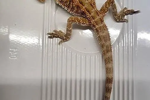 Agama Brodata Czerwona - Sklep Zoologiczny, Śląskie, Katowice