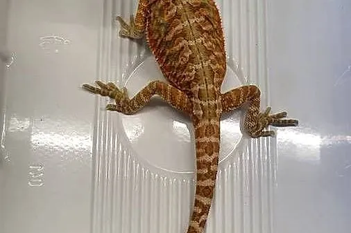 Agama Brodata Czerwona - Sklep Zoologiczny, Śląskie, Katowice