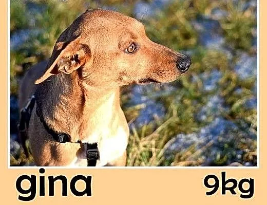 Jamnik mix,mała 10kg,młoda,łagodna suczka GINA.Ado