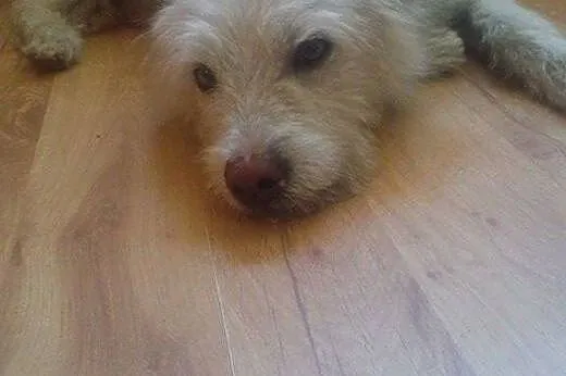 Śnieżnobiały Lucek - perła wśród psów do adopcji,  kujawsko-pomorskie Toruń
