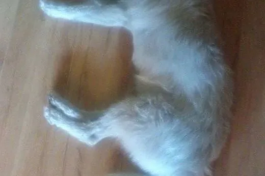 Śnieżnobiały Lucek - perła wśród psów do adopcji, 