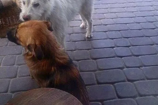 Śnieżnobiały Lucek - perła wśród psów do adopcji, 