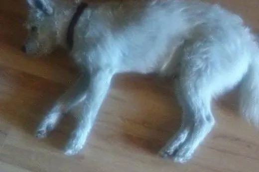 Śnieżnobiały Lucek - perła wśród psów do adopcji, 