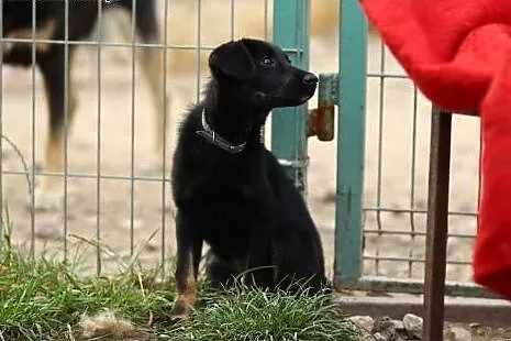 3 miesięczny szczeniak,  suczka szuka domu. ADOPTU