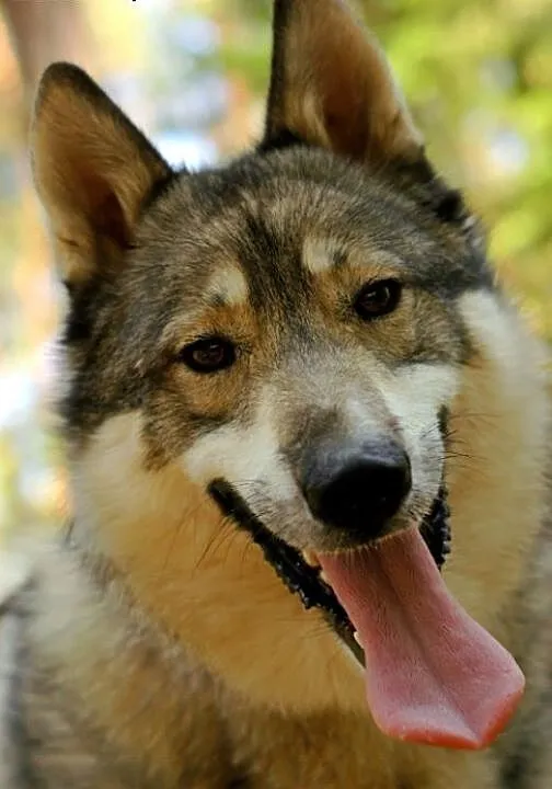 Boy - wesoły psiak w typie husky czeka na nowy dom