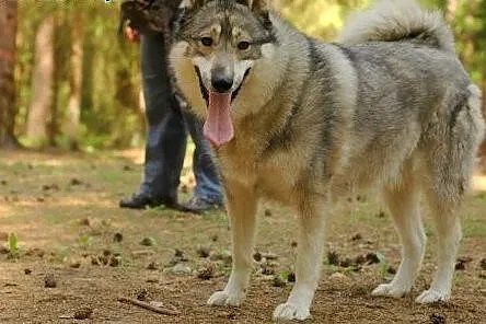 Boy - wesoły psiak w typie husky czeka na nowy dom
