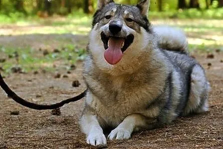 Boy - wesoły psiak w typie husky czeka na nowy dom