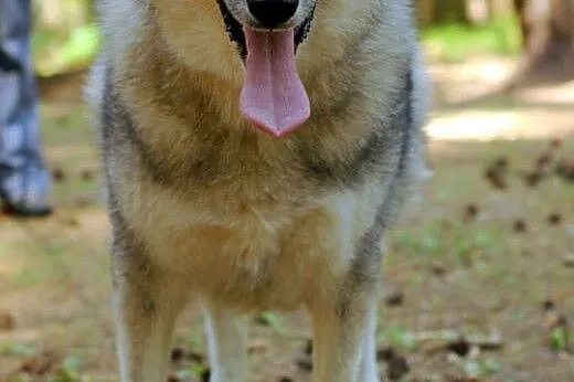 Boy - wesoły psiak w typie husky czeka na nowy dom