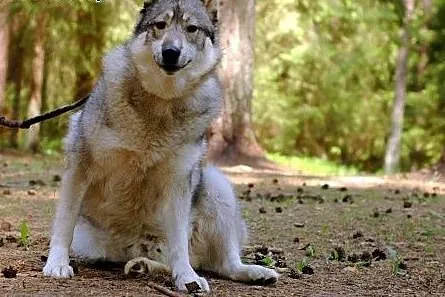 Boy - wesoły psiak w typie husky czeka na nowy dom