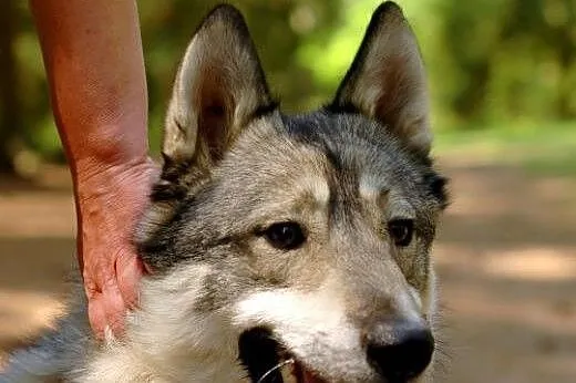 Boy - wesoły psiak w typie husky czeka na nowy dom