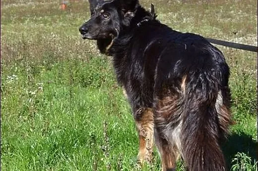 Saba - prześliczna, nieco owczarkowta dziewczyna :