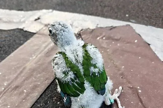Sprzedam rudosterki, Śląskie, Wodzisław Śląski