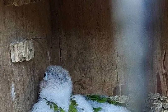 Sprzedam rudosterki, Śląskie, Wodzisław Śląski