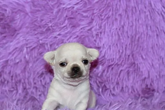 Chihuahua samiec ZKwP FCI