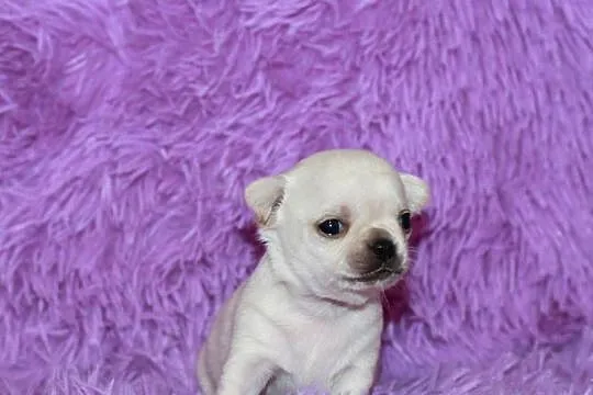Chihuahua samiec ZKwP FCI, Zachodniopomorskie, Świnoujście
