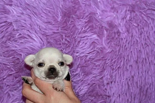 Chihuahua samiec ZKwP FCI, Zachodniopomorskie, Świnoujście
