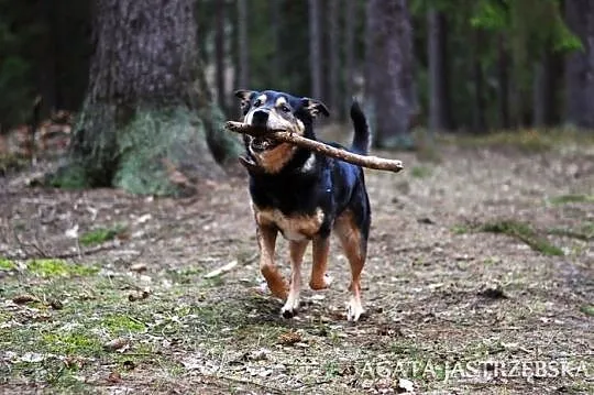 Mądry Assan :)