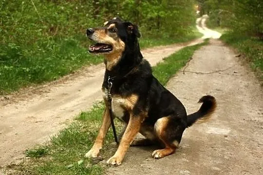 Mądry Assan :)