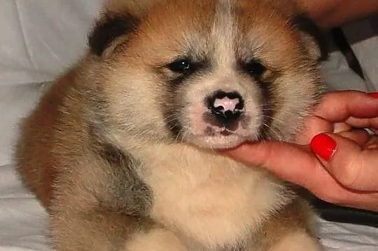 AKITA - szczeniaki pręgowane i rude.