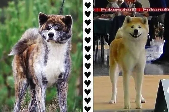 AKITA - szczeniaki pręgowane i rude.