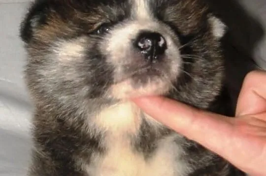AKITA - szczeniaki pręgowane i rude.