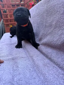 Cane-Corso-Welpen mit Stammbaum... Kontaktieren Sie mich per WhatsApp unter: +44 7453 907158, , Linia Dolna