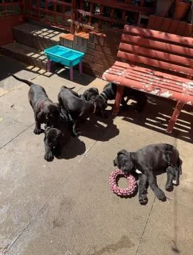Cane-Corso-Welpen mit Stammbaum... Kontaktieren Sie mich per WhatsApp unter: +44 7453 907158, , Linia Dolna