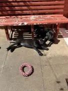 Cane-Corso-Welpen mit Stammbaum... Kontaktieren Sie mich per WhatsApp unter: +44 7453 907158