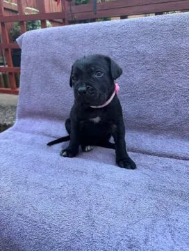 Cane-Corso-Welpen mit Stammbaum... Kontaktieren Sie mich per WhatsApp unter: +44 7453 907158, , Linia Dolna