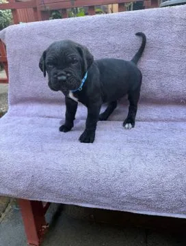 Cane-Corso-Welpen mit Stammbaum... Kontaktieren Sie mich per WhatsApp unter: +44 7453 907158, , Linia Dolna