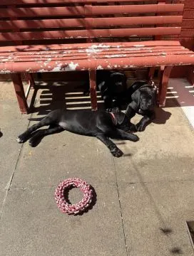 Cane-Corso-Welpen mit Stammbaum... Kontaktieren Sie mich per WhatsApp unter: +44 7453 907158