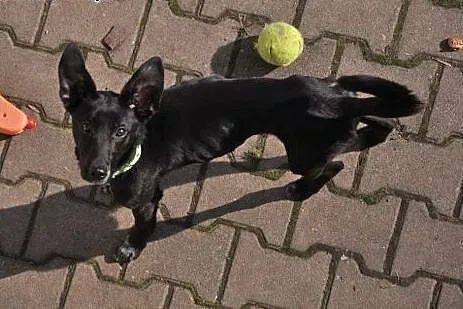 Figaro nieśmiało rozgląda się za własnym domkiem..