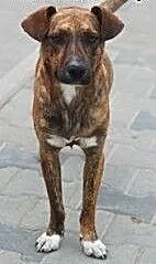 Max to młody fajny pies do adopcji ., łódzkie Ski