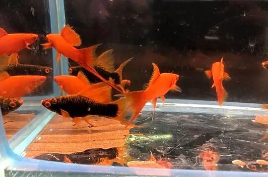 Alpha Mieczyk , Red Ruby, Łódzkie, Justynów