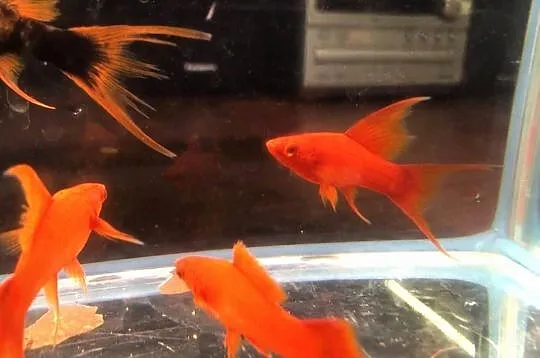Alpha Mieczyk , Red Ruby, Łódzkie, Justynów