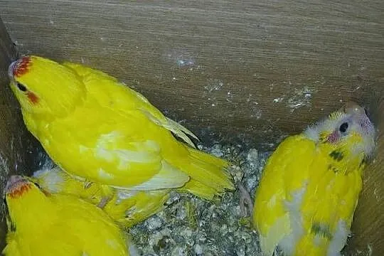 Papugi młode do ręcznego karmienia tanio, Mazowieckie, Goździk