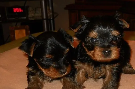 Sprzedam szczenięta rasy YORKSHIRE TERRIER