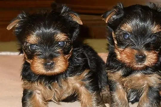 Sprzedam szczenięta rasy YORKSHIRE TERRIER
