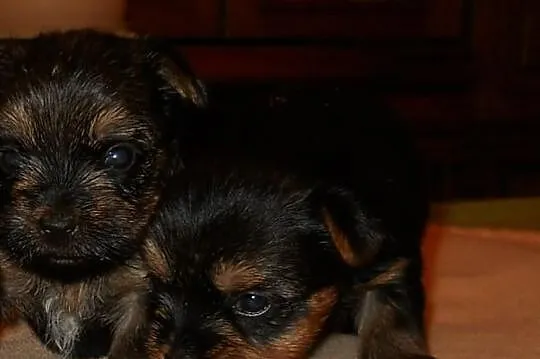 Sprzedam szczenięta rasy YORKSHIRE TERRIER