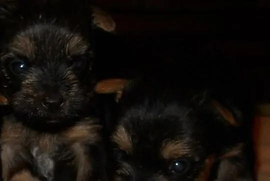 Sprzedam szczenięta rasy YORKSHIRE TERRIER