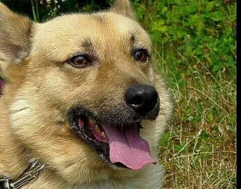Bali czeka na dobry dom, gdzie poczuje się kochany