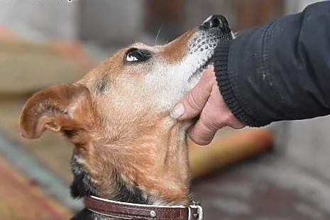 Witek starszy pokorny pies do adopcji.,  małopolskie Kraków