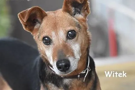 Witek starszy pokorny pies do adopcji.,  małopolsk